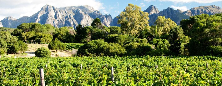 Cape vineyards