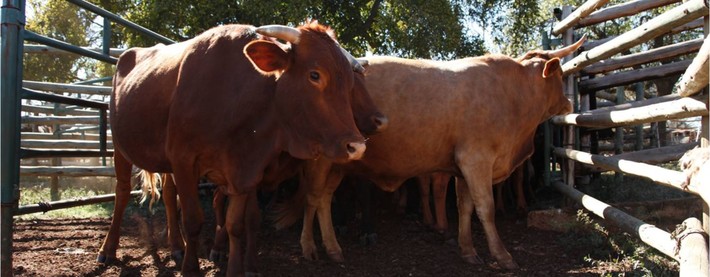 Cattle