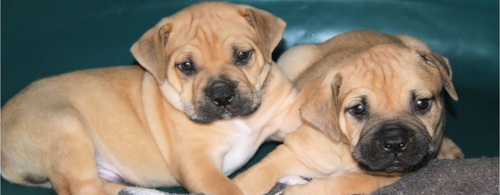 Puppies