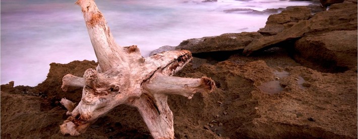 Driftwood