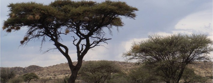 Bushveld trees