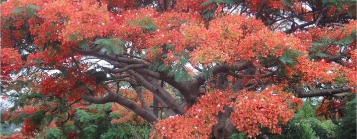 Flamboyant Tree
