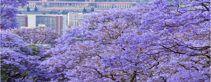 Jacarandas