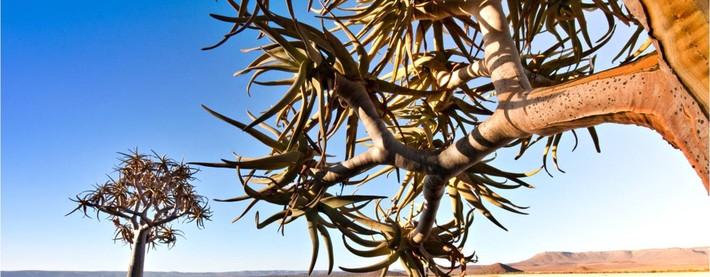 Quiver tree