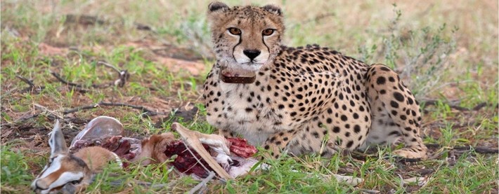Cheetah kill