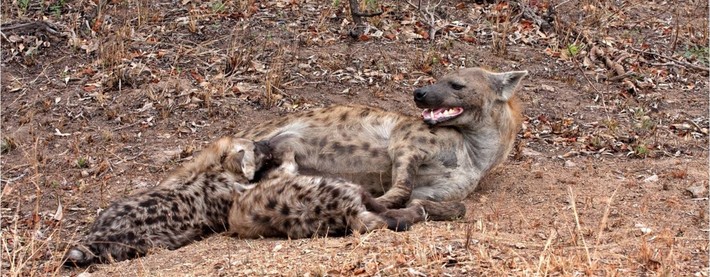 Hyena pups suckling