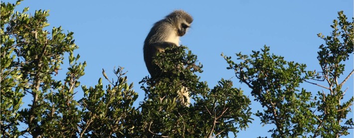 Monkey