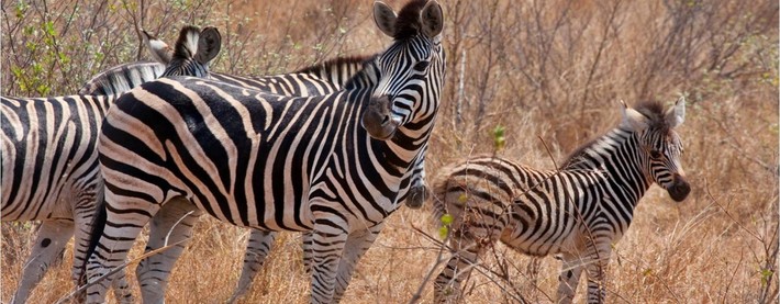 Zebras