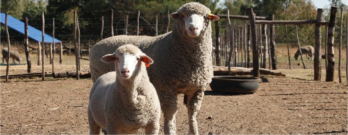 Ewe and lamb