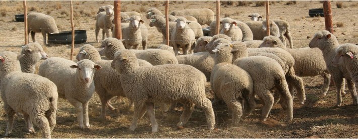 Merino Sheep group