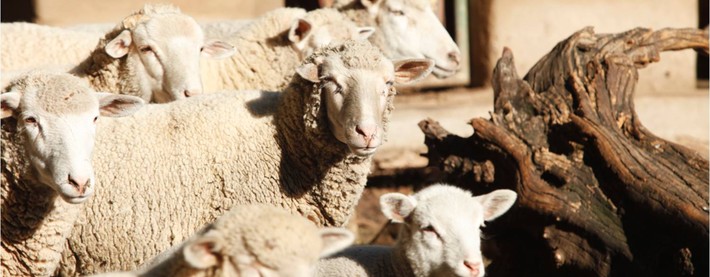 Merino sheep group