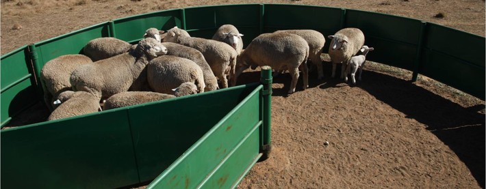 Sheep pen