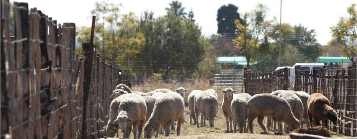 Sheep